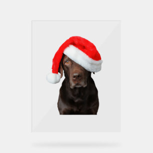 Panneau En Acrylique Chocolat Lab Photo Santa Hat Mignonne Chien Noël