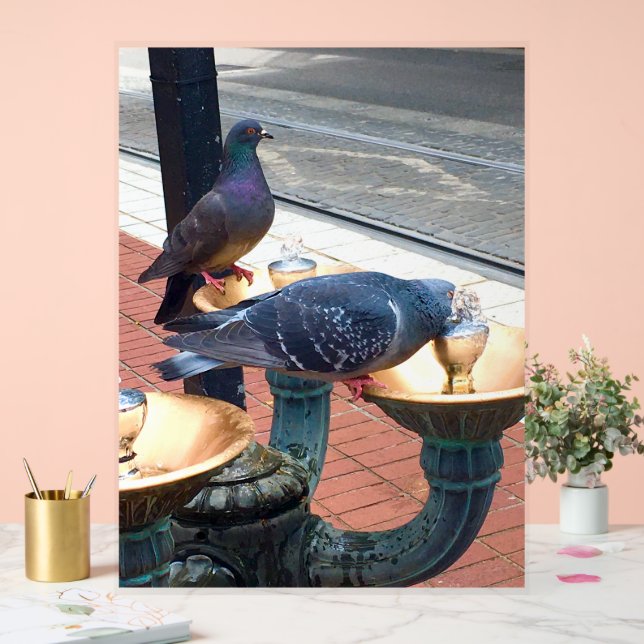 Panneau En Acrylique City Fountain Pigeons  (Mariage)