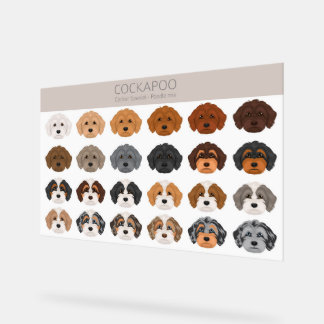 Panneau En Acrylique Cockapoo mélange chien