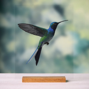 Panneau En Acrylique Colibri