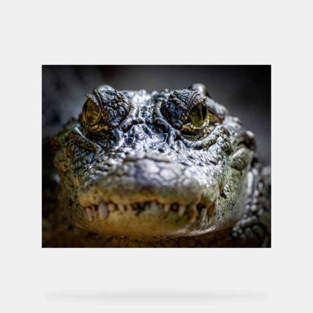 Panneau En Acrylique crocodile dans l'eau (Recto)