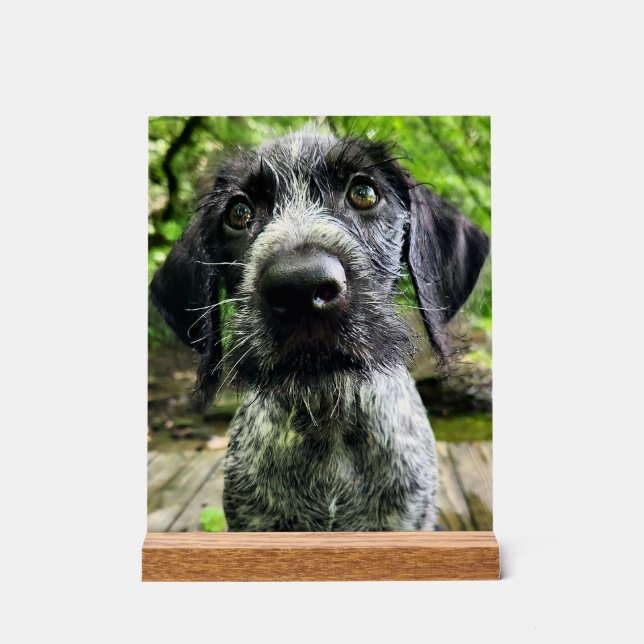 Panneau en acrylique de chiot Pointer à poil dur a (Recto)