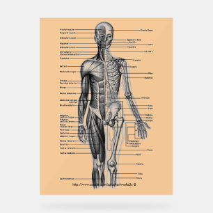 Panneau En Acrylique "Diagramme de squelette humain"