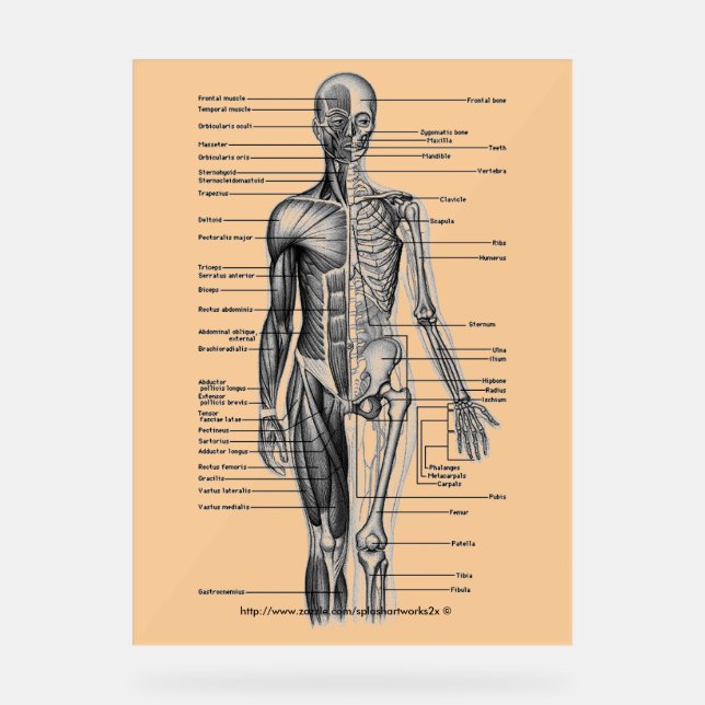 Panneau En Acrylique "Diagramme de squelette humain" (Recto)
