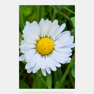 Panneau En Acrylique Fleur Sauvage Roumanie – Photographie Botanique Ma
