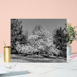 Panneau En Acrylique Fleurir en noir et blanc