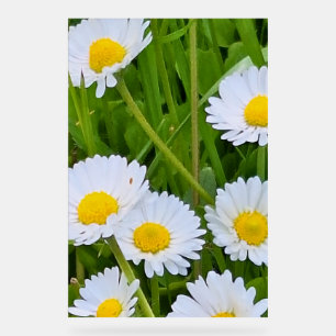 Panneau En Acrylique Fleurs de jardin sauvage Roumanie – Photographie d