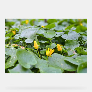 Panneau En Acrylique Fleurs sauvages de la forêt – Photographie botaniq