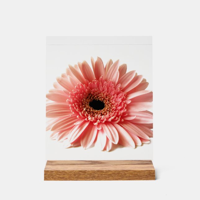 Panneau En Acrylique Gerbera Daisy (Recto)