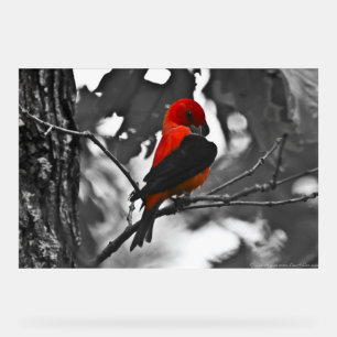 Panneau En Acrylique Homme Scarlet Tanager