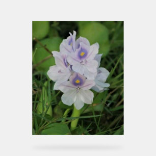 Panneau En Acrylique Jacinthe d'eau en fleurs - Fleur aquatique tropica