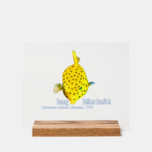 Panneau En Acrylique Jeune poisson-coffre jaune (Recto)