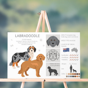 Panneau En Acrylique Labradoodle chien mélange