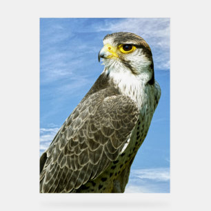 Panneau En Acrylique Lanner Falcon perché