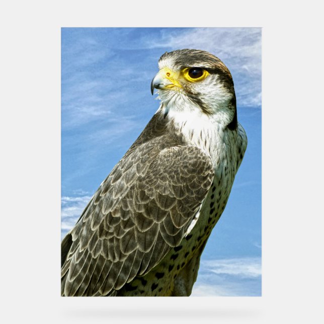 Panneau En Acrylique Lanner Falcon perché (Recto)
