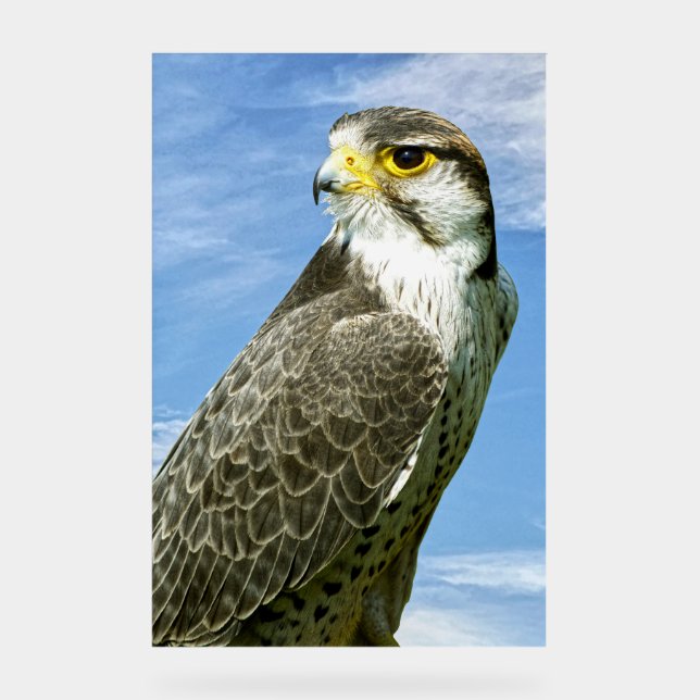 Panneau En Acrylique Lanner Falcon perché (Recto)