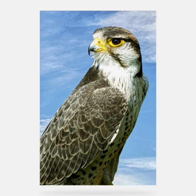 Panneau En Acrylique Lanner Falcon perché (Recto)