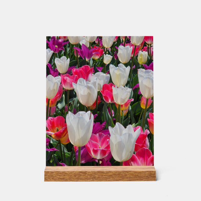 Panneau En Acrylique Le printemps est en fleurs (Recto)