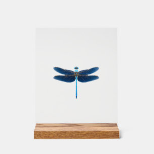 Panneau En Acrylique Libellule bleue - Ento amateur d'animaux sauvages