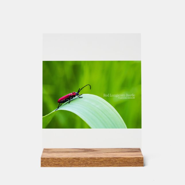 Panneau En Acrylique Longicorne rouge et fond vert (Recto)