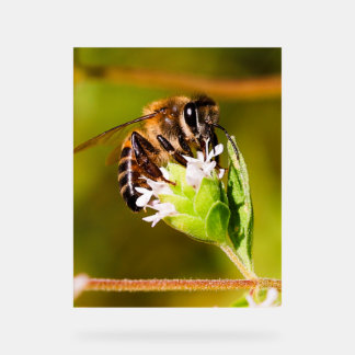 Panneau En Acrylique Macro photo d'une abeille
