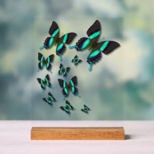 Panneau En Acrylique Majestic Green Swallowtail Butterfly