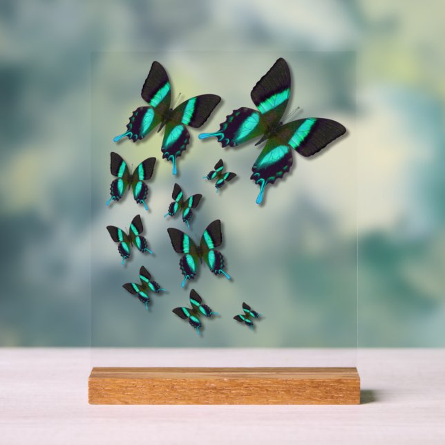 Panneau En Acrylique Majestic Green Swallowtail Butterfly (Neutre)