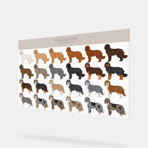 Panneau En Acrylique mélange de chien Aussiedoodle