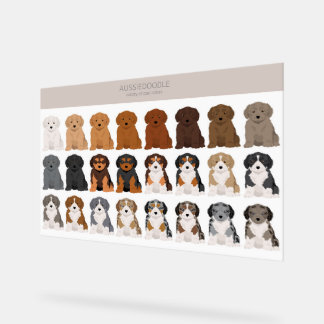 Panneau En Acrylique mélange de chien Aussiedoodle