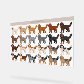 Panneau En Acrylique mélange de chien Goldendoodle