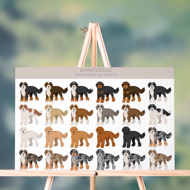 Panneau En Acrylique Mélange de chiens bernedoodle (Neutre)