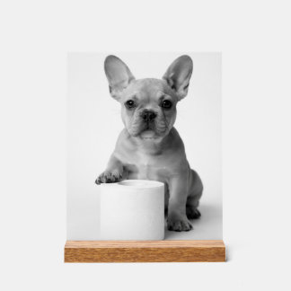 Panneau En Acrylique Minimalist Funny French Bulldog Guards ToiletPaper