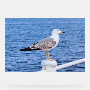 Panneau En Acrylique Mouette Constanta Roumanie – Photographie de la me