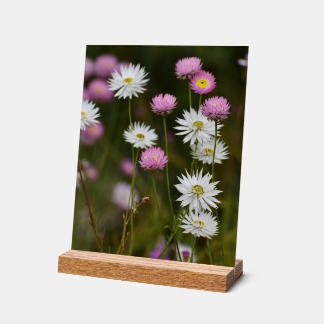 Panneau En Acrylique Murmur des Fleurs Sauvages (Angle)