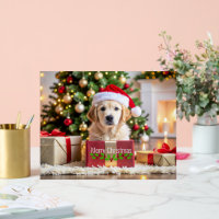 Noël Golden Retriever