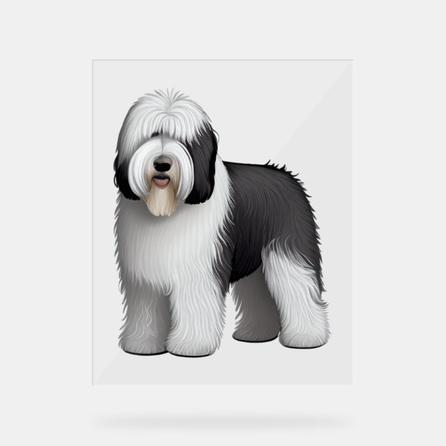 Panneau En Acrylique Old English Sheepdog 10 (Recto)