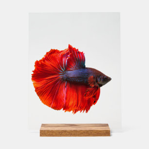 Panneau En Acrylique Panneau acrylique personnalisé 11" x 14", avec blo