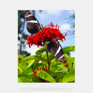 Panneau En Acrylique Papillons à ailes longues zébrées sur fleurs rouge