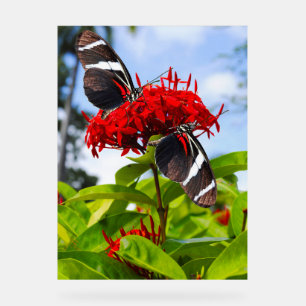 Panneau En Acrylique Papillons à ailes longues zébrées sur fleurs rouge