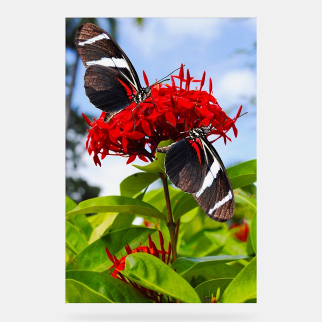 Panneau En Acrylique Papillons à ailes longues zébrées sur fleurs rouge (Recto)