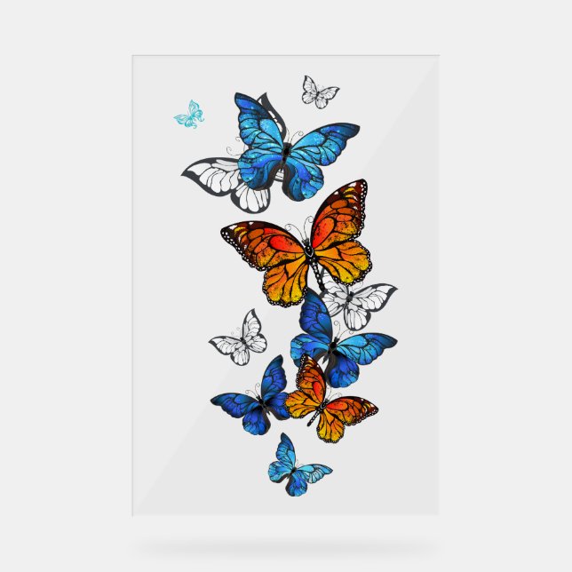 Panneau En Acrylique Papillons volants Morpho et Monarch (Recto)