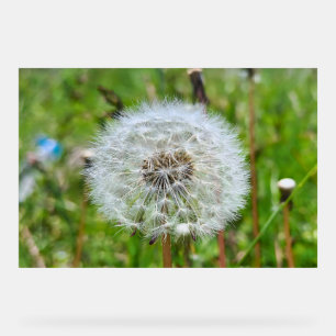 Panneau En Acrylique Parfaite dent-de-lion – Photographie botanique mac