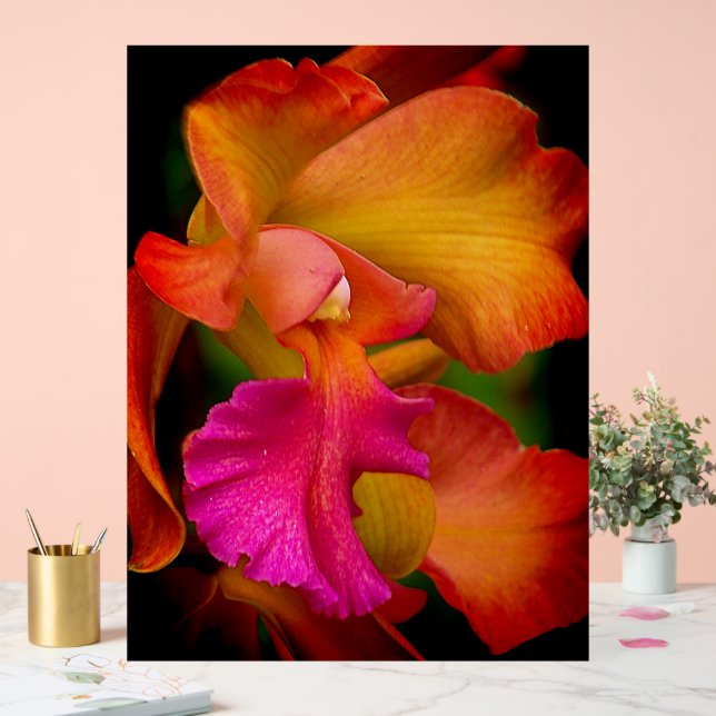 Panneau En Acrylique Portrait d'Orchidée Cattleya (Mariage)