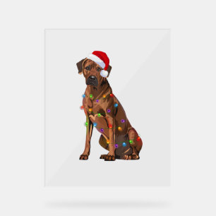 Panneau En Acrylique Rhodesian Ridgeback Noël Lumières Noël Chien de No