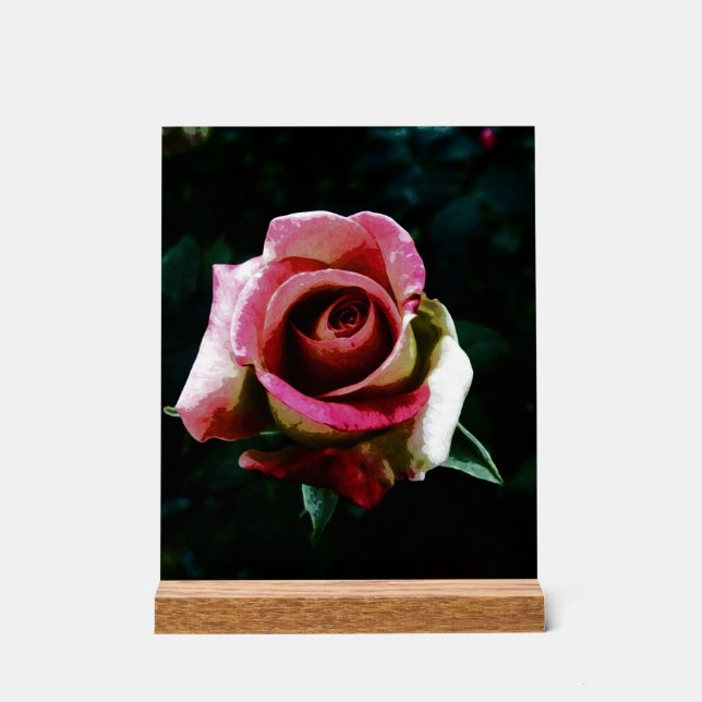 Panneau En Acrylique Rose rouge peinte à l'huile (Recto)
