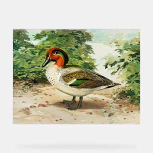 Panneau En Acrylique Sarcelle à ailes vertes