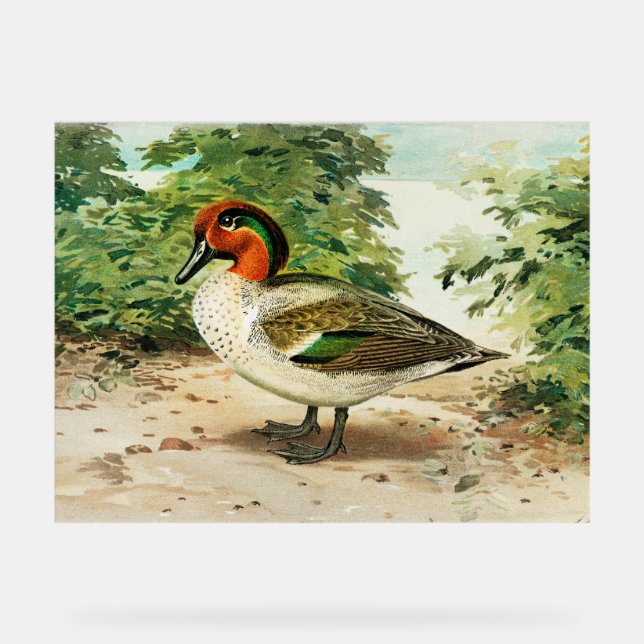 Panneau En Acrylique Sarcelle à ailes vertes (Recto)