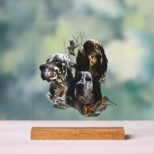 Panneau En Acrylique Setter anglais