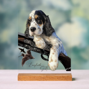 Panneau En Acrylique Setter anglais
