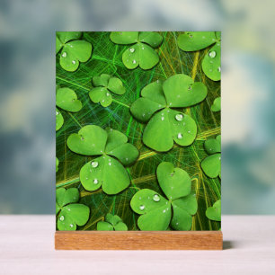 Panneau En Acrylique Shamrock vert St Patrick iPhone 5 Coque-Mate